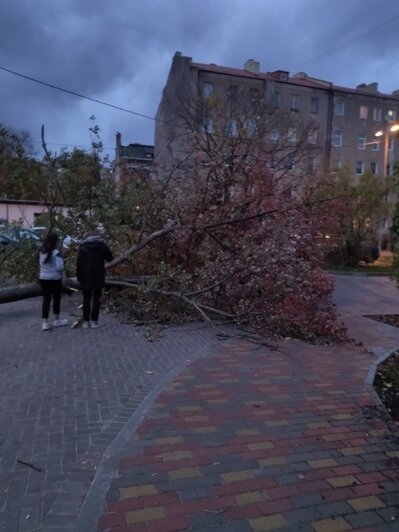 «Чудом никого не убило»: последствия шторма в Калининградской области (обновляется) - Новости Калининграда | Фото: очевидец