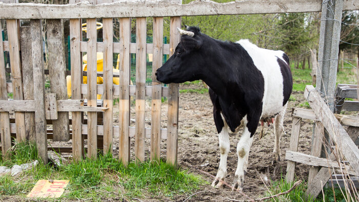 Условия продления локдауна и подробности смертельного ДТП: что случилось в Калининградской области в выходные - Новости Калининграда | Фото: архив «Клопс»