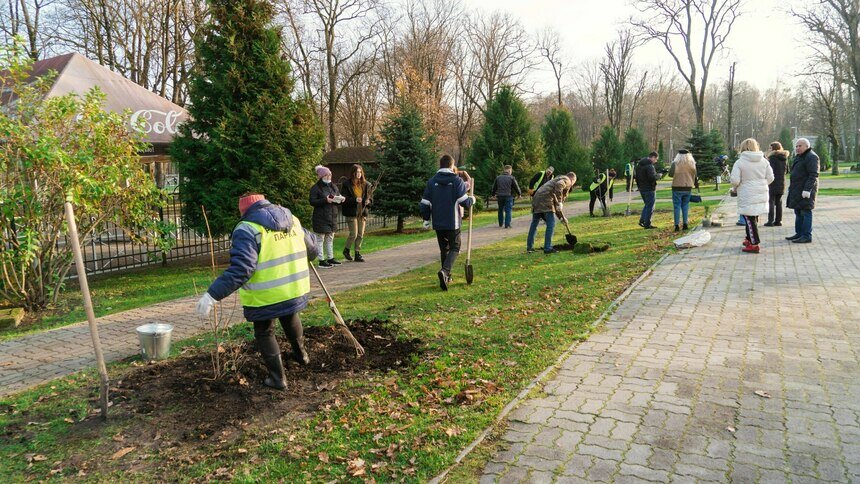 В центральном парке Гурьевска высадили лиственницы и кедры - Новости Калининграда | Фото: Олег Лактионов