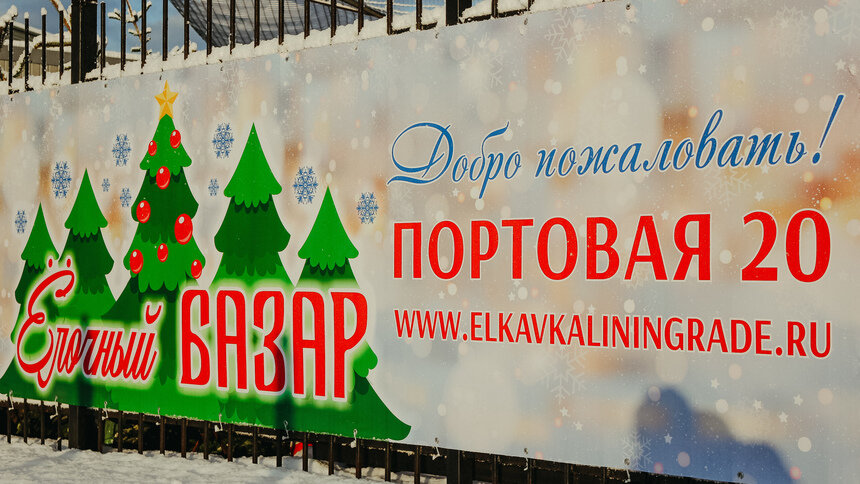 В пятницу, 10 декабря, начал работу один из самых больших ёлочных базаров Калининграда - Новости Калининграда