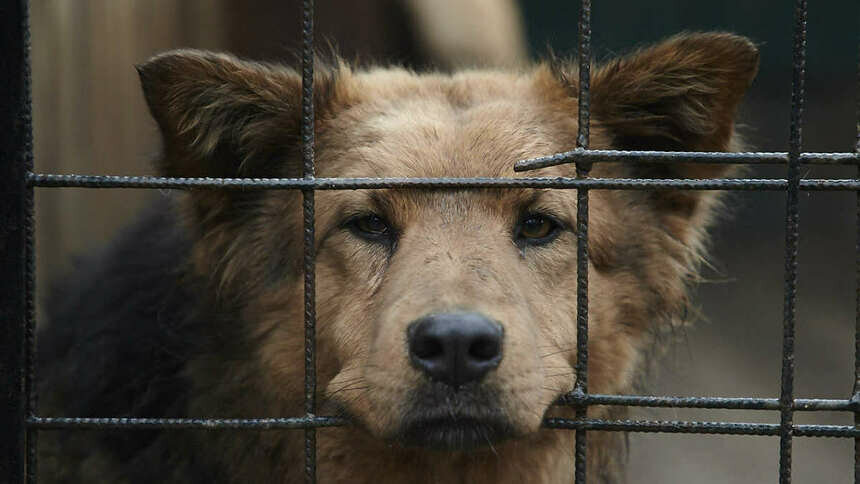 «Все старые и больные, но я их люблю»: калининградка взяла кредит и строит приют для бездомных собак   - Новости Калининграда | Фото: Александр Подгорчук / Архив «Клопс»