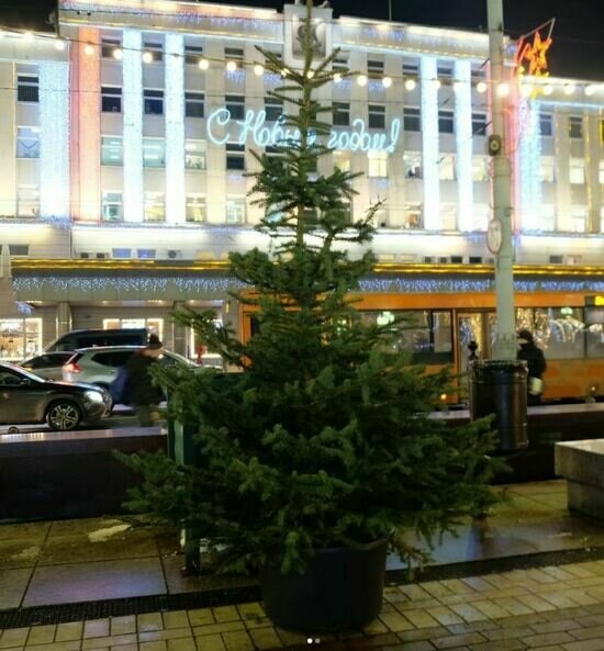 В центре Калининграда расставили 120 ёлок в кадках - Новости Калининграда | Фото со страницы Елены Дятловой в Instagram