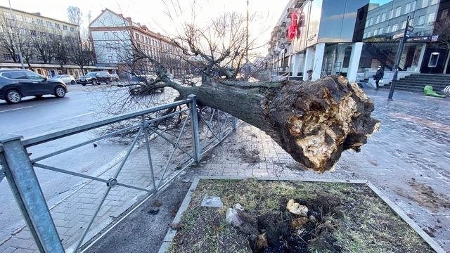 Фото дня: из-за шторма на Ленинском проспекте рухнуло дерево