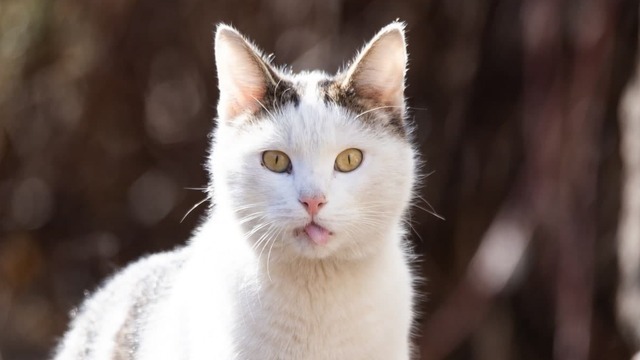 Калининградские коты греются на солнце в первый день весны (фоторепортаж)