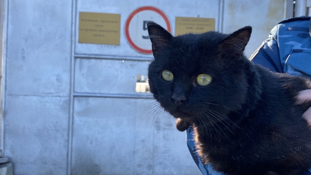 В Казани поймали кошку, которая несла наркотики в колонию 