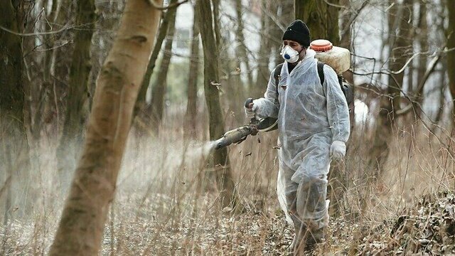 Бабура назвала три района Калининградской области, где больше всего клещей и самая слабая обработка 