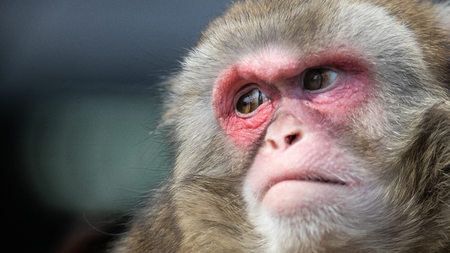 5 вопросов про обезьянью оспу, которая стремительно распространяется по миру