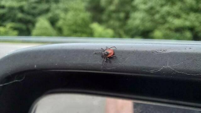 В калининградских лесах клещи заползают в машины через открытые окна (фото) 