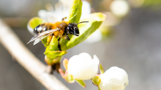 Опасна даже божья коровка: калининградский врач рассказала, как распознать аллергию на насекомых и что предпринять 