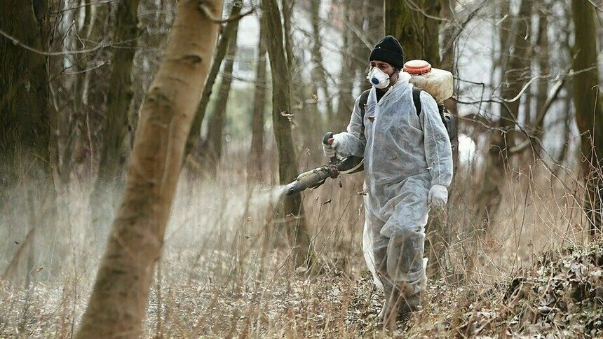 Бабура назвала три района Калининградской области, где больше всего клещей и самая слабая обработка  - Новости Калининграда