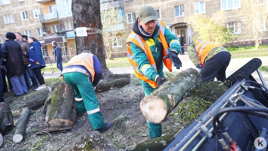 В Калининграде поваленные деревья пилят на дрова для муниципальных бань - Новости Калининграда | Фото: Александр Подгорчук / «Клопс»