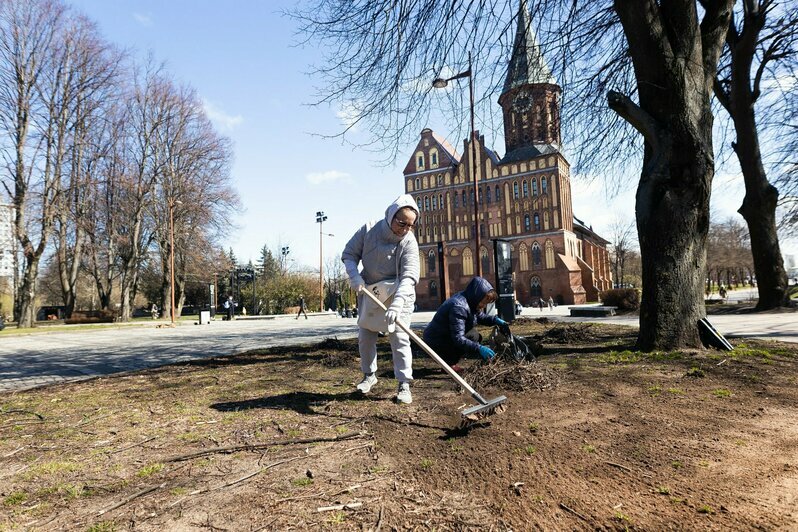 Грабли, веники и ветки: на острова Канта состоялся субботник (фоторепортаж) - Новости Калининграда | Фото: Александр Подгорчук / «Клопс»