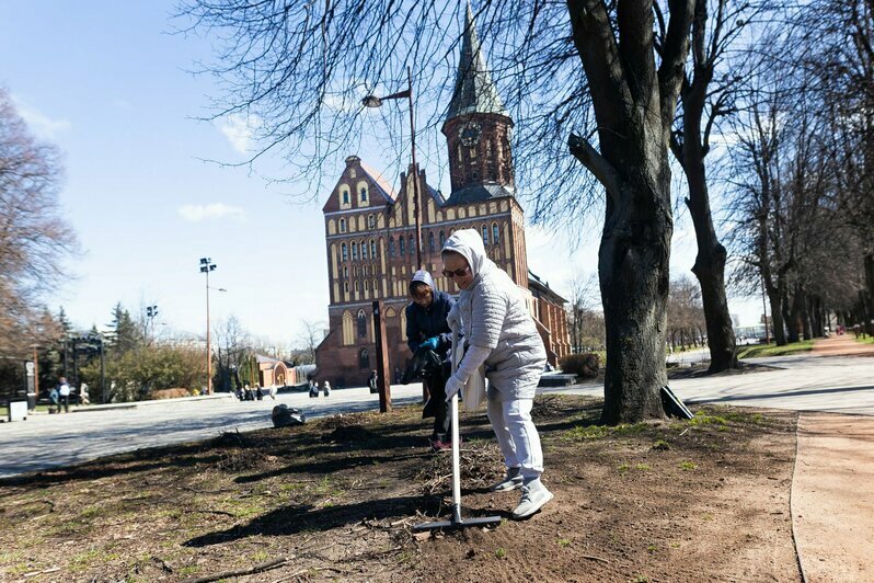 Грабли, веники и ветки: на острова Канта состоялся субботник (фоторепортаж) - Новости Калининграда | Фото: Александр Подгорчук / «Клопс»