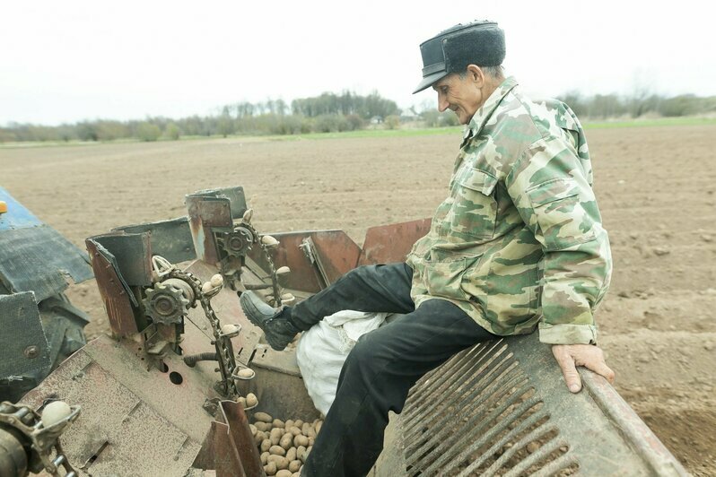 Жители Гусева сажают картошку на бесплатно выделенном огороде (фоторепортаж)  - Новости Калининграда | Фото: Александр Подгорчук / «Клопс»