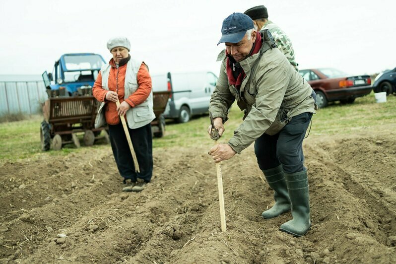 Жители Гусева сажают картошку на бесплатно выделенном огороде (фоторепортаж)  - Новости Калининграда | Фото: Александр Подгорчук / «Клопс»