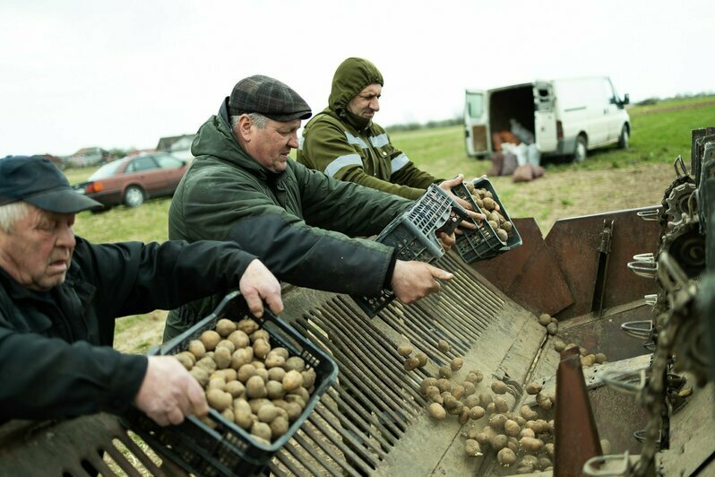 Жители Гусева сажают картошку на бесплатно выделенном огороде (фоторепортаж)  - Новости Калининграда | Фото: Александр Подгорчук / «Клопс»