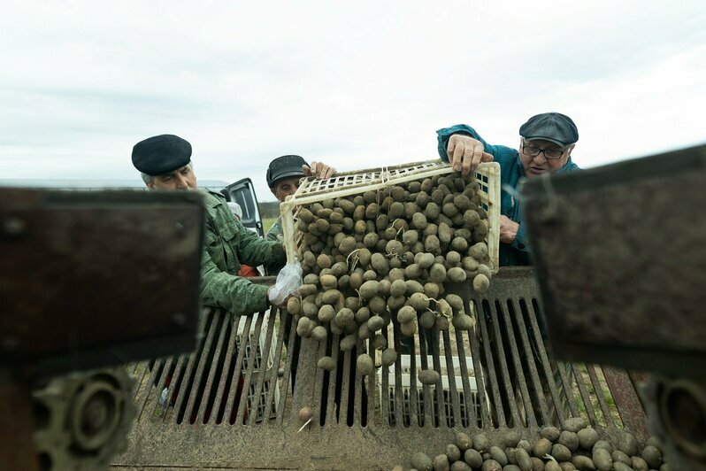 Жители Гусева сажают картошку на бесплатно выделенном огороде (фоторепортаж)  - Новости Калининграда | Фото: Александр Подгорчук / «Клопс»