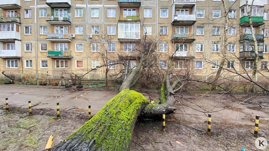 Мэрия Калининграда: в городе надо снести 40% старых деревьев, но на это власти не пойдут - Новости Калининграда | Фото: Александр Подгорчук / Архив «Клопс»