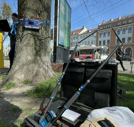 В Калининграде впервые дерево отправила под топор не комиссия, а точная аппаратура (видео) - Новости Калининграда | Фото: «Клопс»