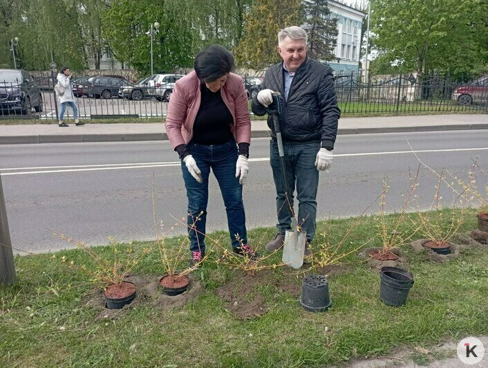 Для замены заборов: вдоль Куйбышева высадили 700 кустарников (фото) - Новости Калининграда | Фото: «Клопс»