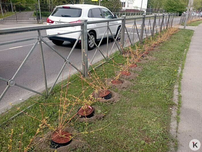 Для замены заборов: вдоль Куйбышева высадили 700 кустарников (фото) - Новости Калининграда | Фото: «Клопс»