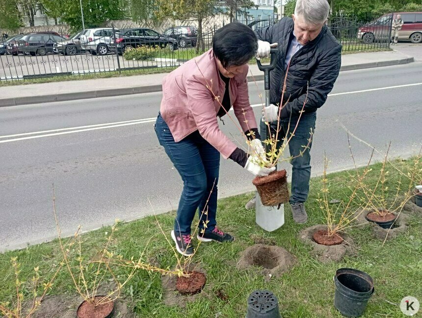 Для замены заборов: вдоль Куйбышева высадили 700 кустарников (фото) - Новости Калининграда | Фото: «Клопс»