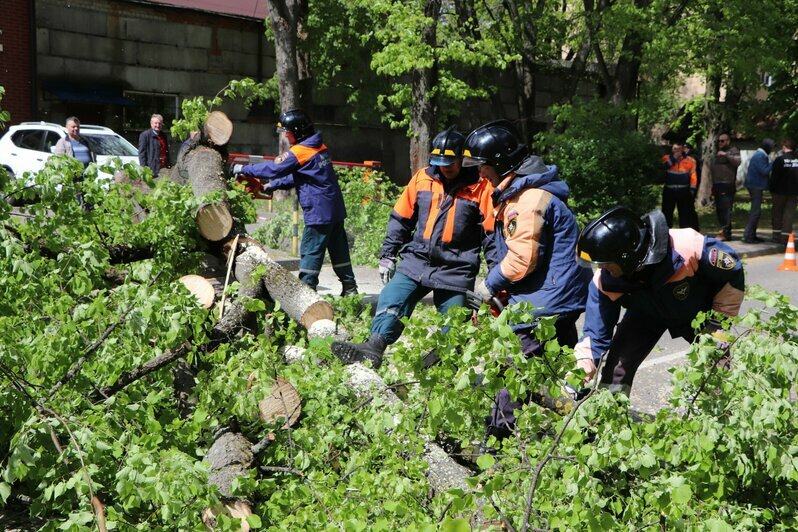 В Калининграде возле здания МЧС упавшее дерево перегородило дорогу (фото, видео) - Новости Калининграда | Фото: пресс-служба МЧС России по Калининградской области