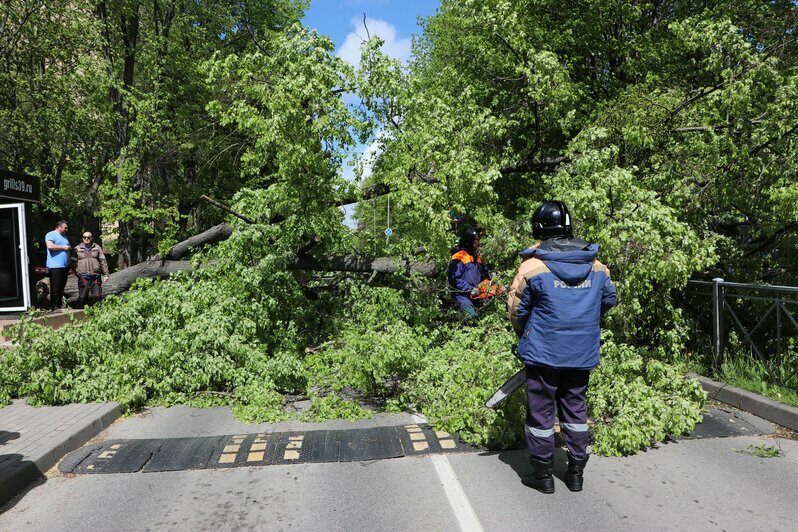 В Калининграде возле здания МЧС упавшее дерево перегородило дорогу (фото, видео) - Новости Калининграда | Фото: пресс-служба МЧС России по Калининградской области