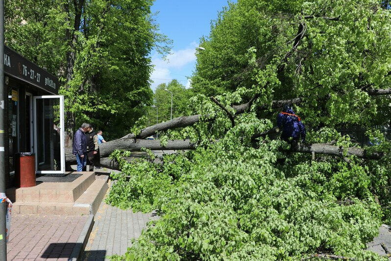 В Калининграде возле здания МЧС упавшее дерево перегородило дорогу (фото, видео) - Новости Калининграда | Фото: пресс-служба МЧС России по Калининградской области