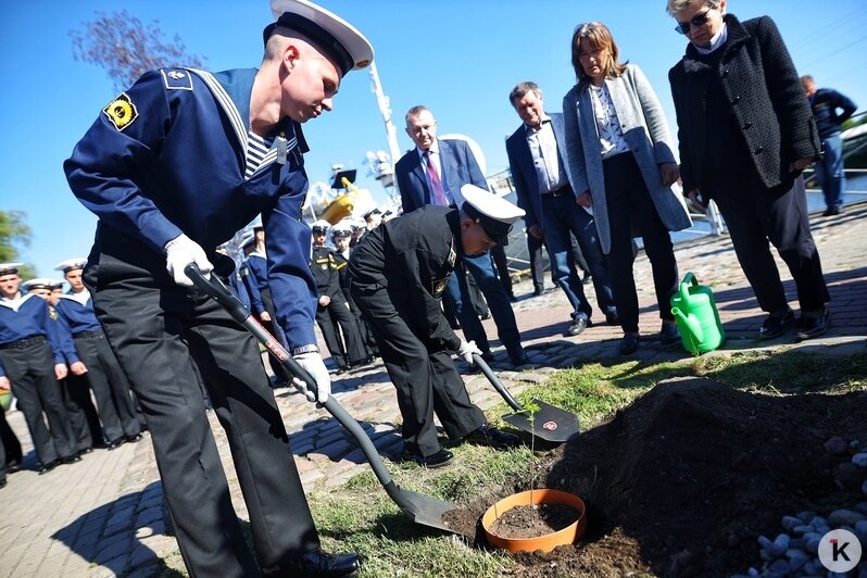 На набережной Музея Мирового океана кадеты высадили дубраву Петра I (фоторепортаж) - Новости Калининграда | Фото: Александр Подгорчук / «Клопс»