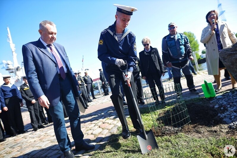 На набережной Музея Мирового океана кадеты высадили дубраву Петра I (фоторепортаж) - Новости Калининграда | Фото: Александр Подгорчук / «Клопс»