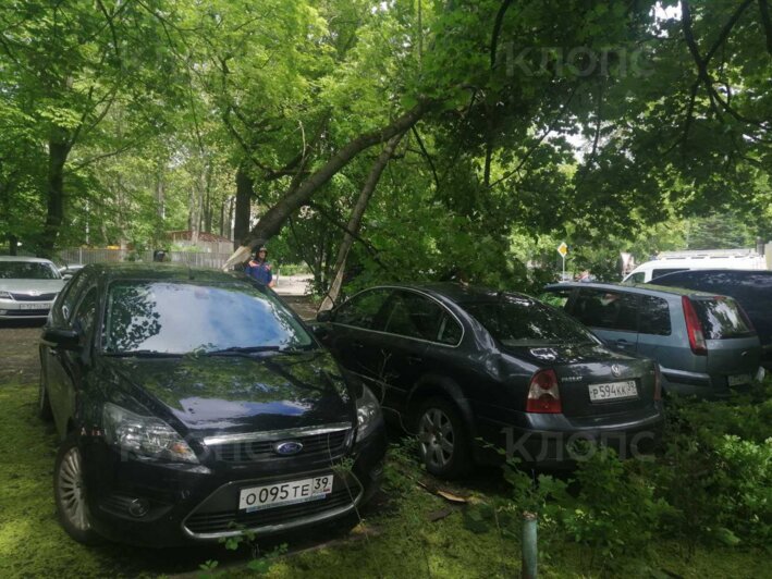 Где в Калининграде из-за порывистого ветра рухнули деревья (фото) - Новости Калининграда | Фото: очевидец