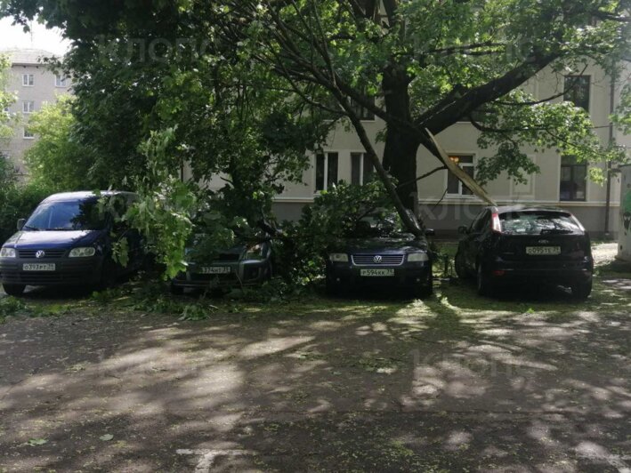 Где в Калининграде из-за порывистого ветра рухнули деревья (фото) - Новости Калининграда | Фото: очевидец