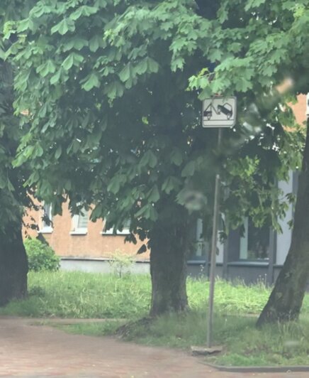 В центре Калининграда вновь эвакуировали машину из-под скрытого деревьями запрещающего знака - Новости Калининграда