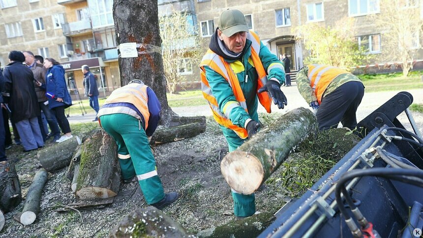 Дятлова пообещала осенью ликвидировать «ужасные чёрные квадраты» от погибших деревьев - Новости Калининграда | Фото: Александр Подгорчук / Архив «Клопс»