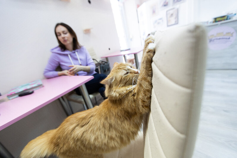 Котокафе, фермы, сафари-парк: 5 мест в Калининграде и области, где можно пообщаться с животными - Новости Калининграда | Фото: Александр Подгорчук / «Клопс»