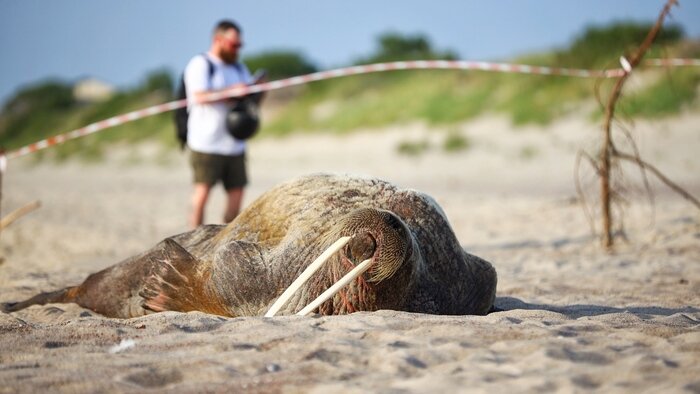 Упрощение регистрации ввозимых из-за границы машин и смертельная авария: 10 событий, которые обсуждали в выходные - Новости Калининграда | Фото: Александр Подгорчук / «Клопс»
