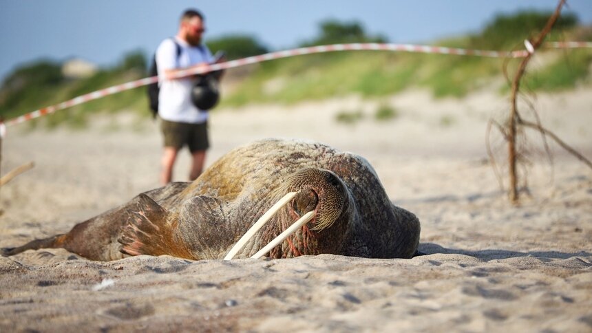 Гостившая на Куршской косе самка моржа устроила переполох на юге Финляндии  - Новости Калининграда | Фото: Александр Подгорчук / Архив «Клопс»