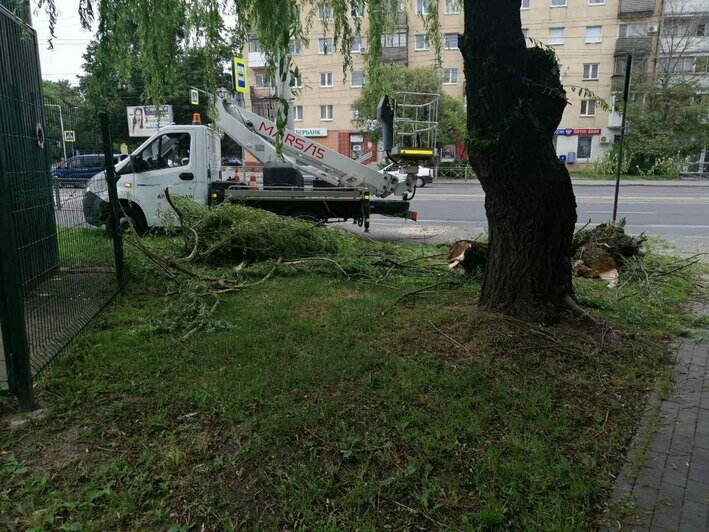 В Калининграде на Офицерской рухнуло дерево (фото, видео)  - Новости Калининграда