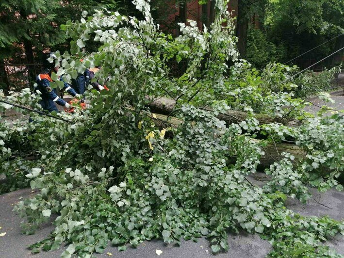 В Калининграде на Офицерской рухнуло дерево (фото, видео)  - Новости Калининграда | Фото: очевидцы