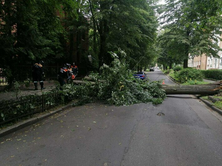 В Калининграде на Офицерской рухнуло дерево (фото, видео)  - Новости Калининграда | Фото: очевидцы