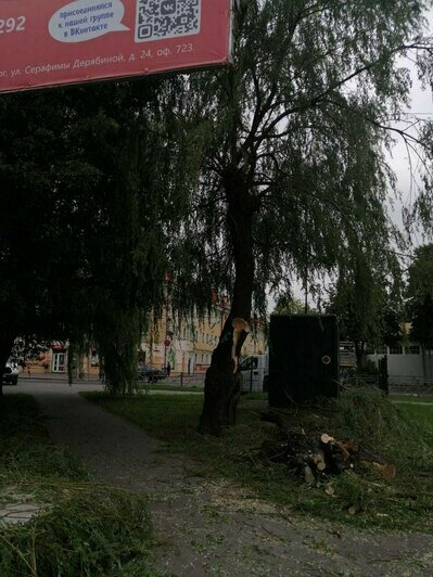 В Калининграде на Офицерской рухнуло дерево (фото, видео)  - Новости Калининграда