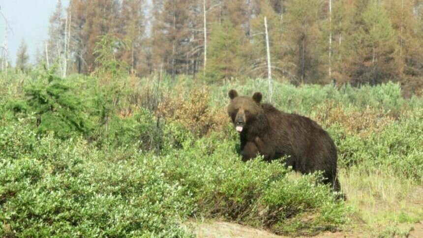 На Колыме тушение горящих лесов затянулось из-за медведей — они съели обед пожарных - Новости Калининграда | Фото: государственный природный заповедник «Магаданский»