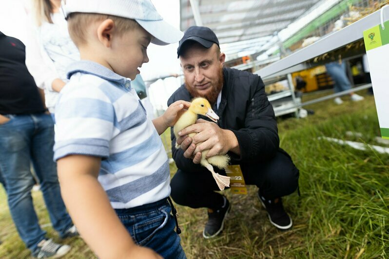 Трактора, пшеница и девушка с сачком: чем запомнится прошедший под Гвардейском День поля (фоторепортаж) - Новости Калининграда