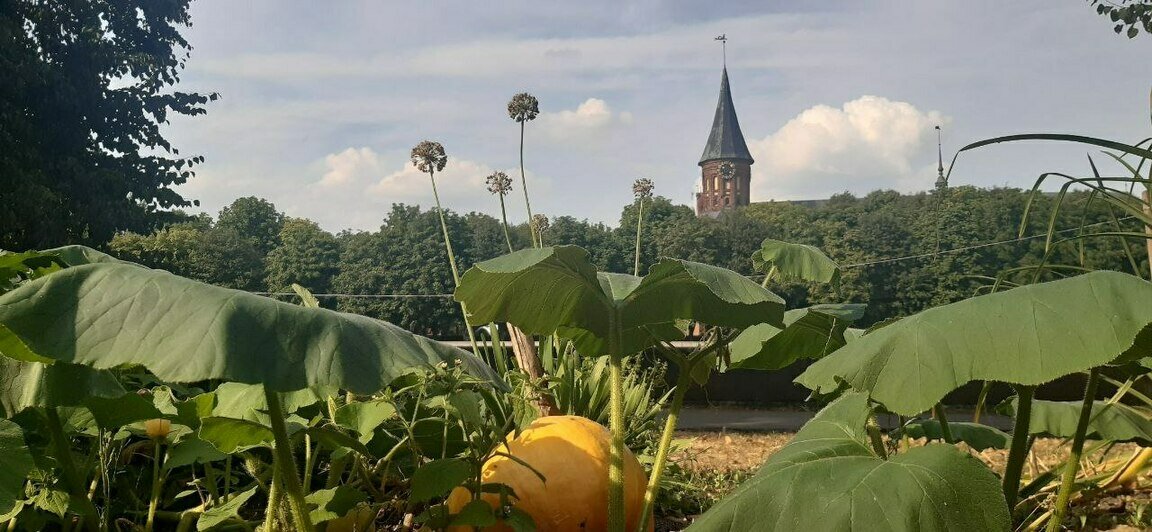 На берегу Преголи у острова Канта обустроили огород (фото) - Новости Калининграда | Фото: пресс-служба администрации Калининграда