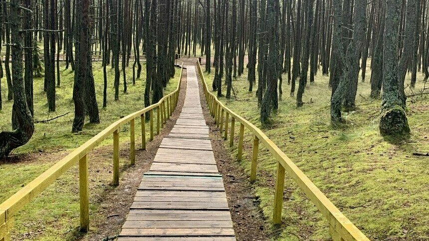 На Куршской косе днём в понедельник временно закроют самые популярные экотропы - Новости Калининграда | Фото: «Клопс»