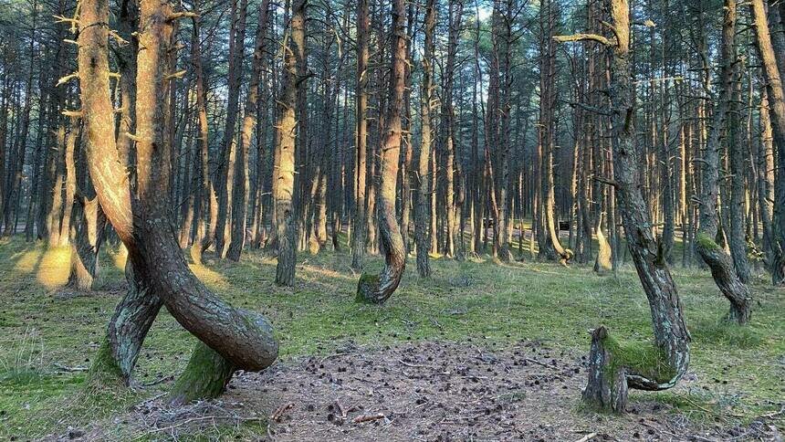 На Куршской косе на месяц закроют проезд от главной дороги до Танцующего леса - Новости Калининграда | Фото: пресс-служба нацпарка «Куршская коса»