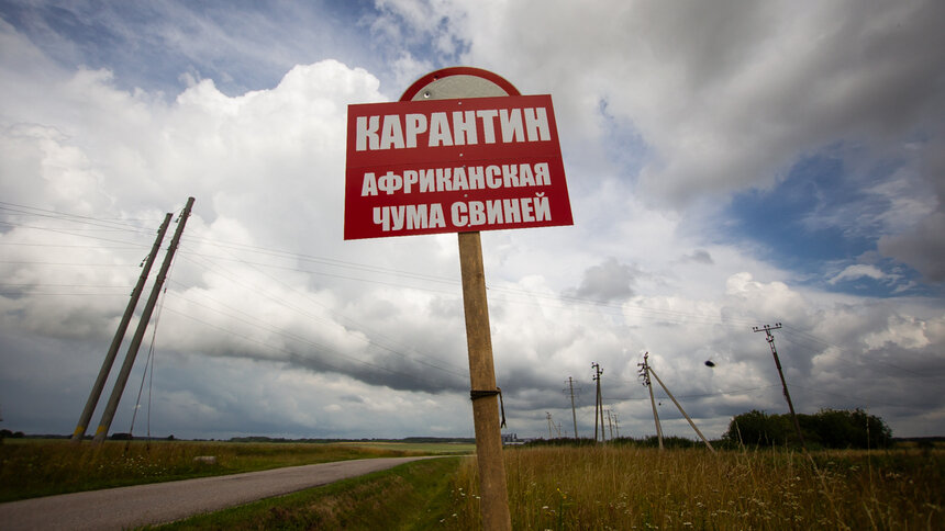 В Калининградской области из-за АЧС забили почти 25 тыс. свиней - Новости Калининграда | Фото: Александр Подгорчук / Архив «Клопс»