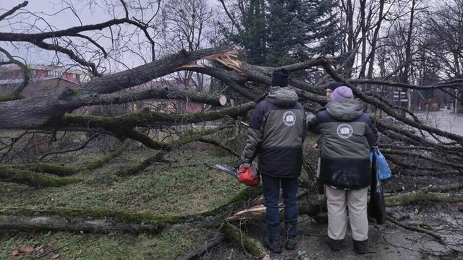 В зоопарке Калининграда показали последствия ночного шторма (фото) - Новости Калининграда | Фото: Светлана Соколова / Instagram