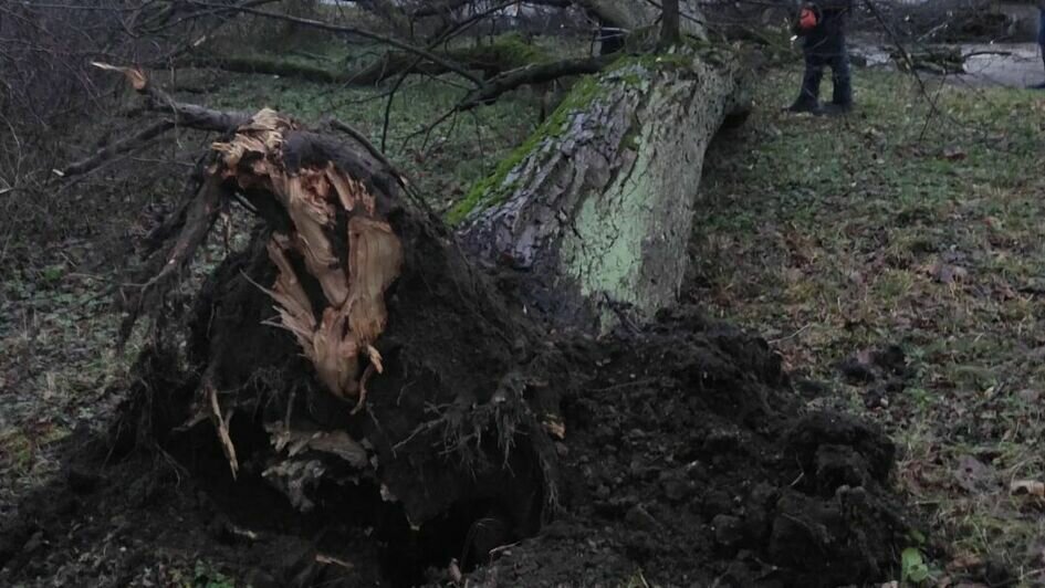 В зоопарке Калининграда показали последствия ночного шторма (фото) - Новости Калининграда | Фото: Светлана Соколова / Instagram